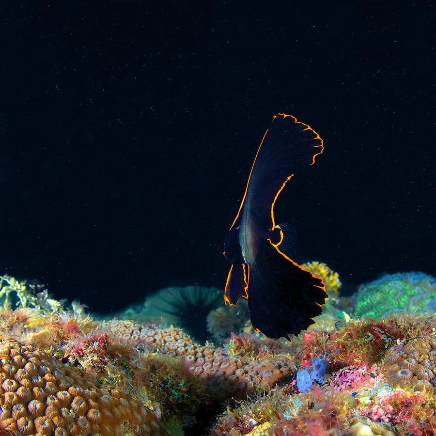 Deluna Diving Resort Puerto Galera Exteriér fotografie